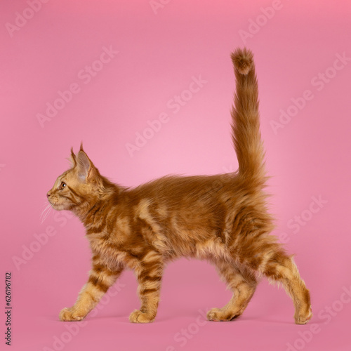 Картината върху платно Adorable red Maine Coon cat kitten, walking side ways with tail fierce up