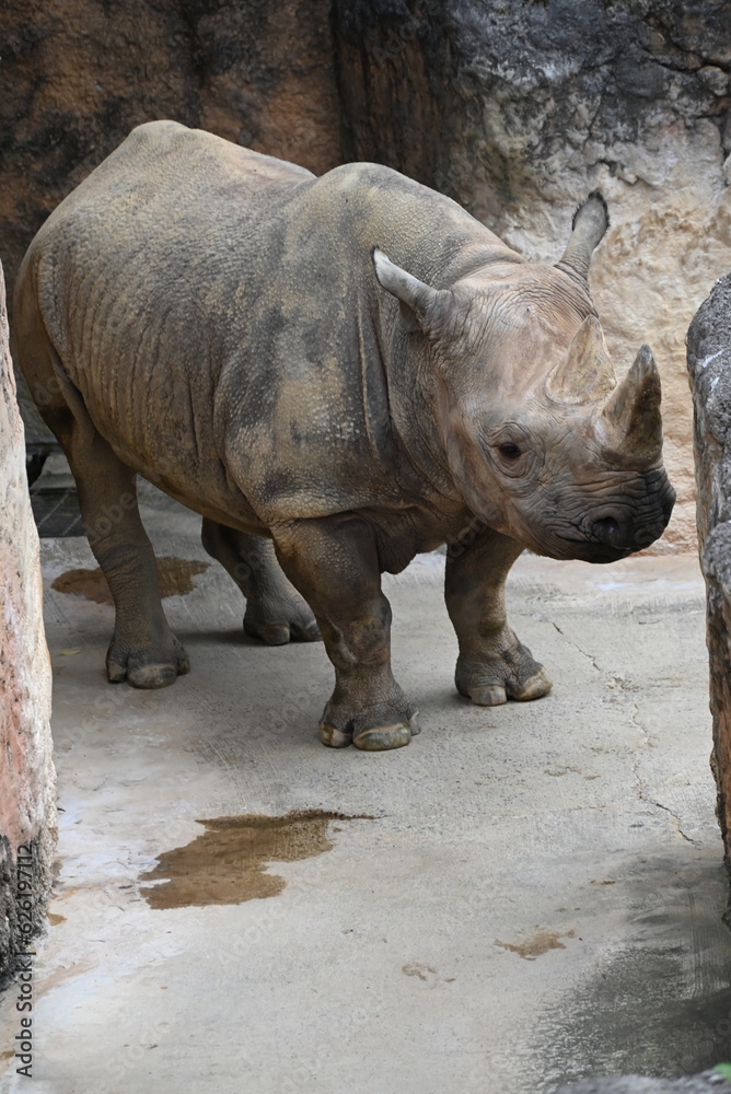 Fototapeta premium 動物園の岩の間で佇むサイ