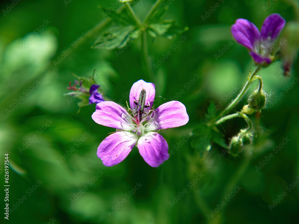 A small bug in a purple flower A small bug in a purple flower