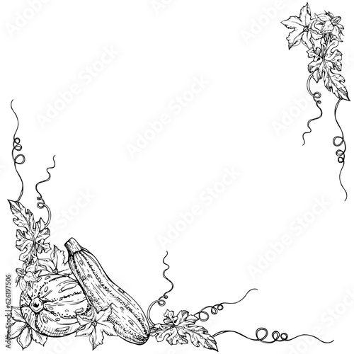 Hand drawn ink vector marrow zucchini gourd squash leaves. Sketch illustration art for Thanksgiving, harvest, farming. Square frame, outline Design for restaurant menu print, cafe, website, invitation