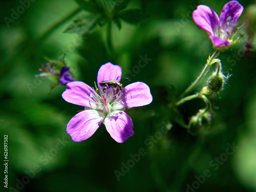 A small bug in a purple flower