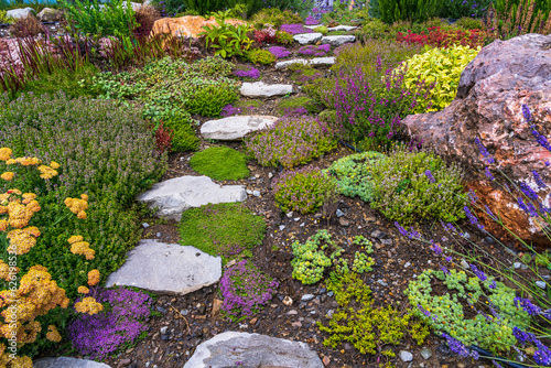 Path of white cobblestones in the garden among medicinal herbs. Thyme, lavender, sage and rosemary in the garden