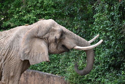 動物園の木の葉に鼻をのばす象