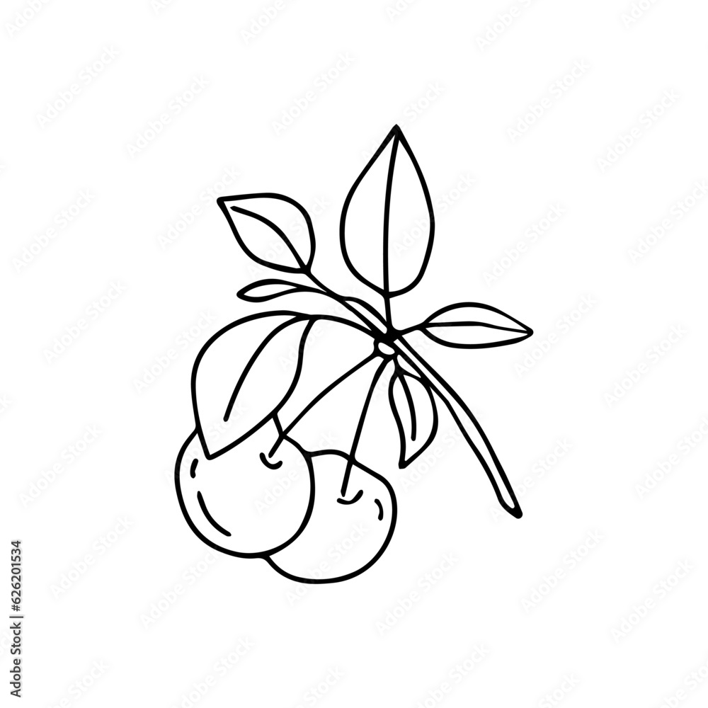 Hand drawn vector illustration cherry.