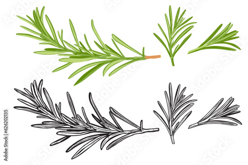 rosemary on a white background.Vector illustration photo
