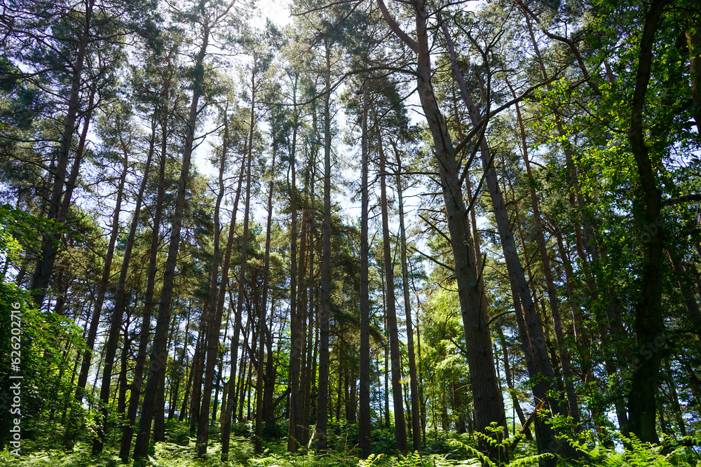 Looking up in to tall pine tree canopy