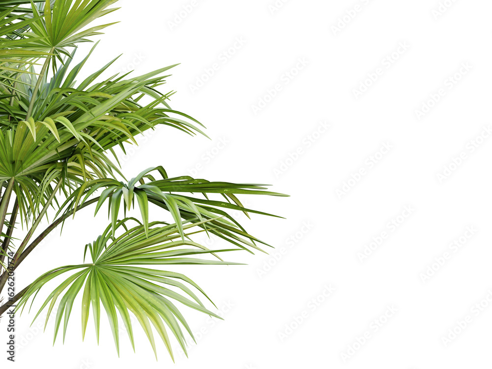 Green palm tree on transparent background, 3d render.