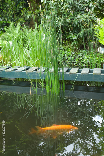 Bassin; Poisson rouge; Jardin Iréne et Heinz Auer; Gaienhofen; Lac de Constance; Allemagne photo