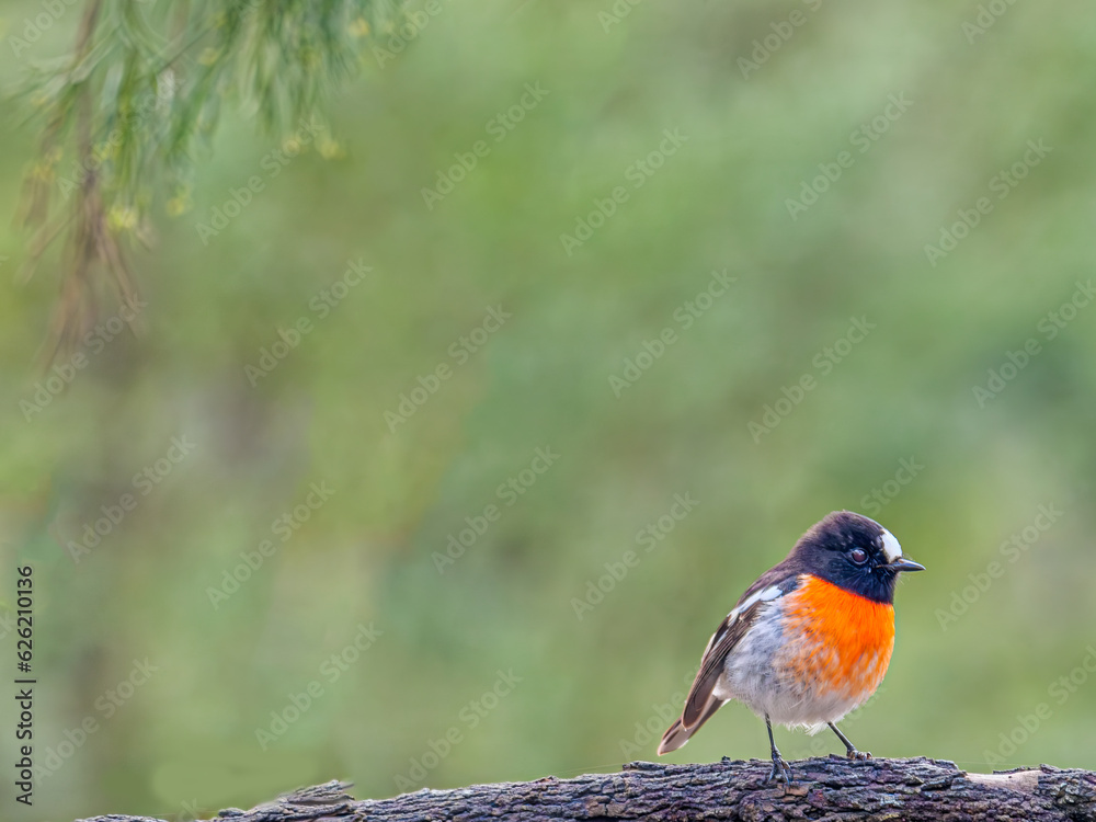 Fototapeta premium Scarlet Robin Close