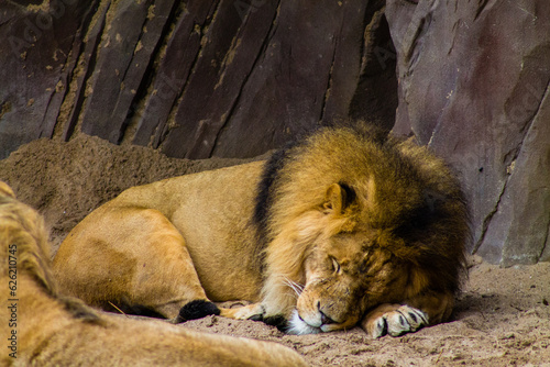 Lion sleeping on the rock in the zoo. The lion (Panthera leo).