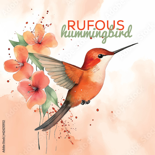 Rufous hummingbird watercolor paint