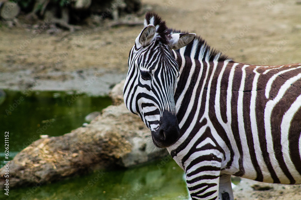 Zebra in the zoo. Zebra in the zoological garden. Zebra in the zoo. Zebra in the zoological garden.