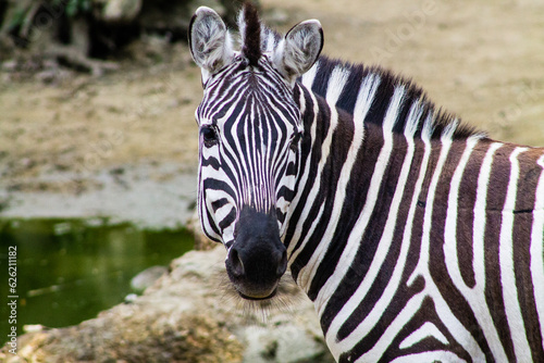 Zebra in the zoo. The zebra is a member of the family Equidae. © Jeandre