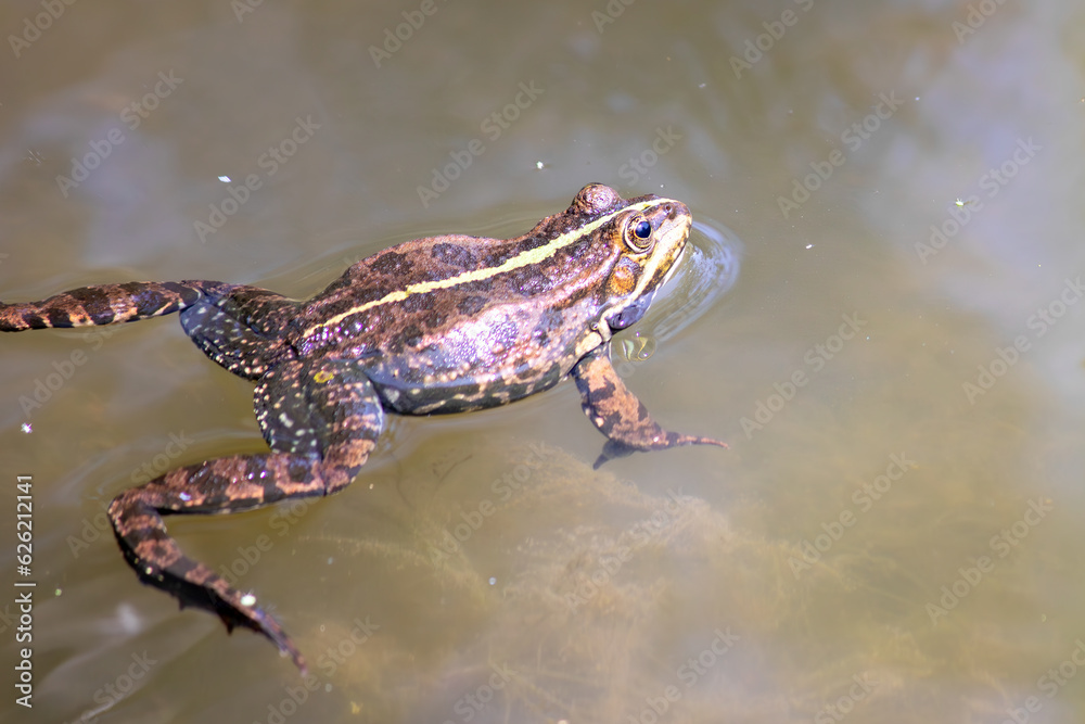 Fototapeta premium frog in water