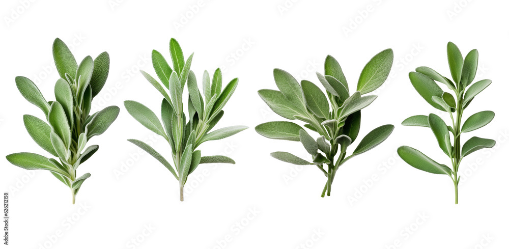 Set of Fresh sage herb isolated on white background with clipping path. Full Depth of field. Focus stacking. PNG. Generative AI