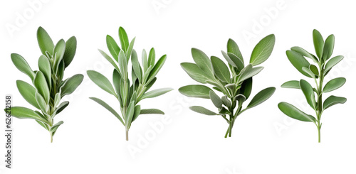 Set of Fresh sage herb isolated on white background with clipping path. Full Depth of field. Focus stacking. PNG. Generative AI