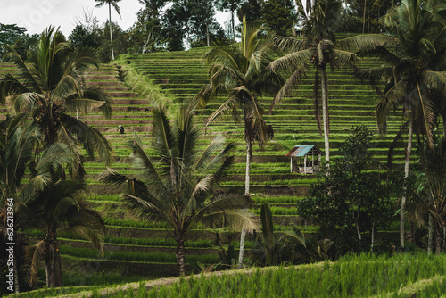 Landscape photo of jungle palms trees and rice terrace. Indonesian paddy fields agriculture