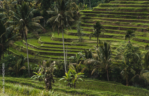 Landscape view of balinese rice terrace. Indonesian agriculture land, rice production