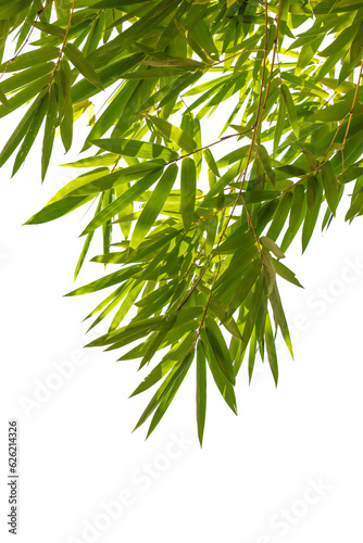 Bamboo leaves Isolated on a white background 