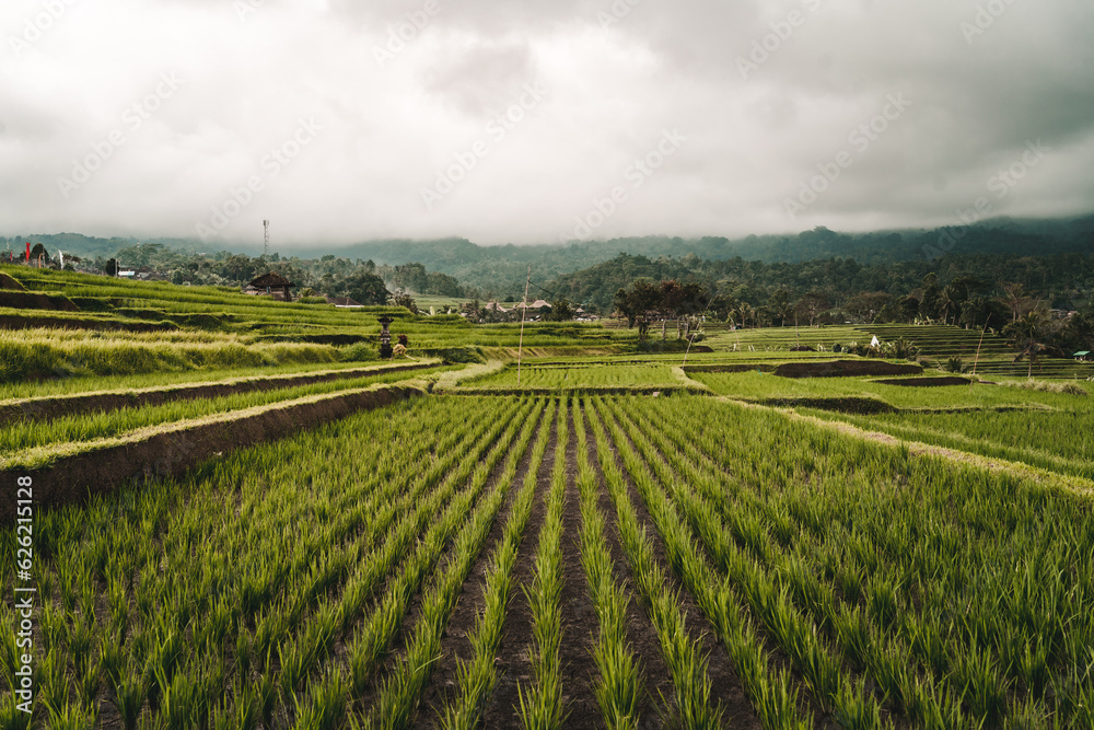 Landscape view of rice plants in rows. Rice plantation land, paddy field agriculture
