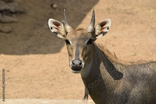 antelope in the zoo
