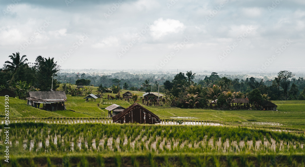 Landscape view of rice farming plantation. Farmer barn buildings in rice field, rice growing and production