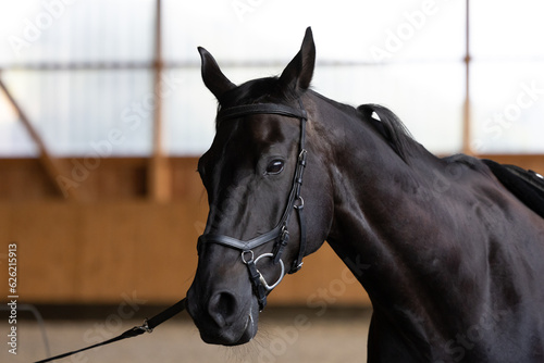 Ausschnitt Portrait von schwarzer Hannoveraner Wallach Pferd bei der Arbeit an der Longe in der Reithalle photo