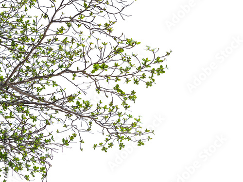 branch of  tree isolated