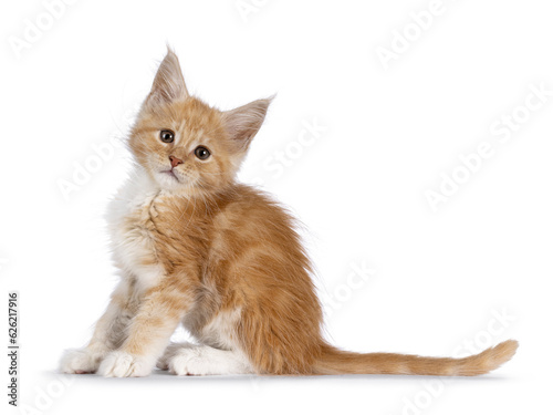 Cute creme with white baby cat, sitting side ways. Looking towards with adorable head tiltcamera. Isolated on a white background. photo