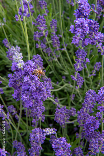Bee on English lavender  Lavandula angustifolia 