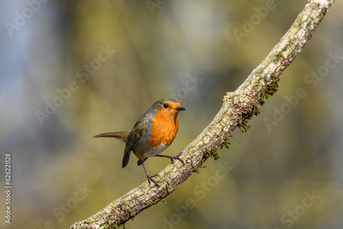 Robin, Erithacus rubecula, perched on a moss covered branch, looking right