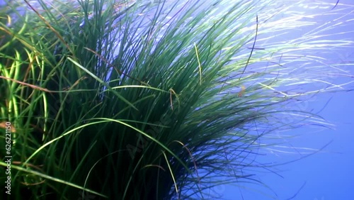 Close-up of dense thickets of green seagrass marine Posidonia Grass. Green environment clean clear transparent water of underwater world of of Japanese Sea. photo