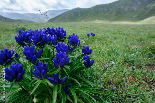 Beautiful flowers blooming on high altitude grassland in China