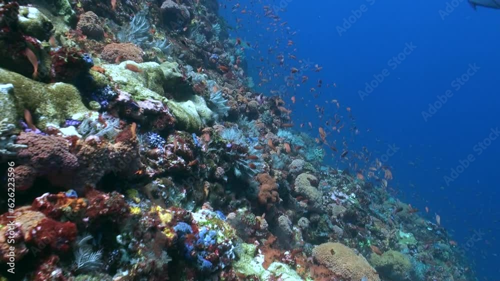 In underwater paradise of coral reef of Bali, school of fish moves. Underwater world of coral reef of Bali reveals enchanting secrets as school of fish takes center stage. In underwater paradise of coral reef of Bali, school of fish moves. Underwater world of coral reef of Bali reveals enchanting secrets as school of fish takes center stage.