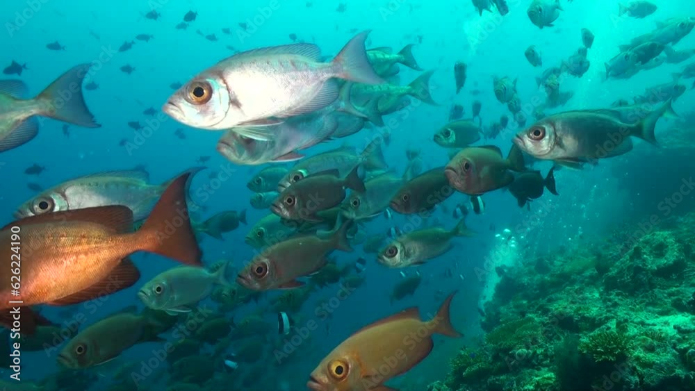 School of bigeyes fish on underwater depths of Maldives. School of ray-finned bigeyes fish brings sense of vitality and liveliness to underwater coral reef. School of bigeyes fish on underwater depths of Maldives. School of ray-finned bigeyes fish brings sense of vitality and liveliness to underwater coral reef.