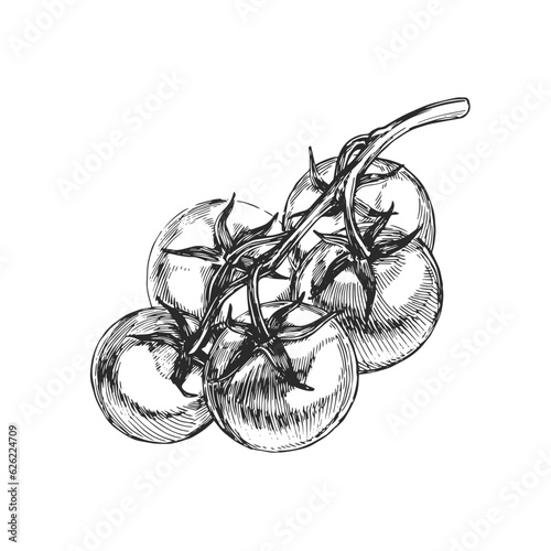 Vector hand-drawn illustration of tomatoes on branch in engraving style. Sketch with fresh vegetables isolated on white.