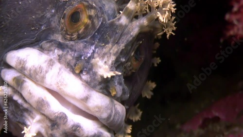 Close-up of head of Japanese hairy dogfish on underwater floor of Sea of Japan. Close-up of head with large lips and eyes of Japanese hairy dogfish on underwater floor of Sea of Japan.