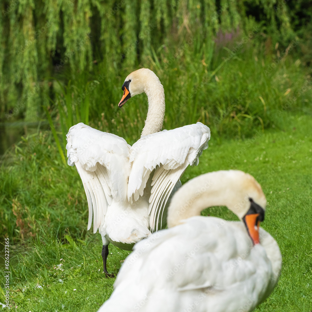Obraz premium Two adult swans (Cygnus olor) cleaning feathers on the shore of the lake