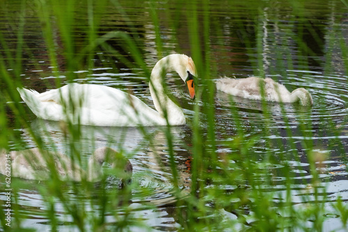 An adult swan (Cygnus olor) with two chicks swims on the lake