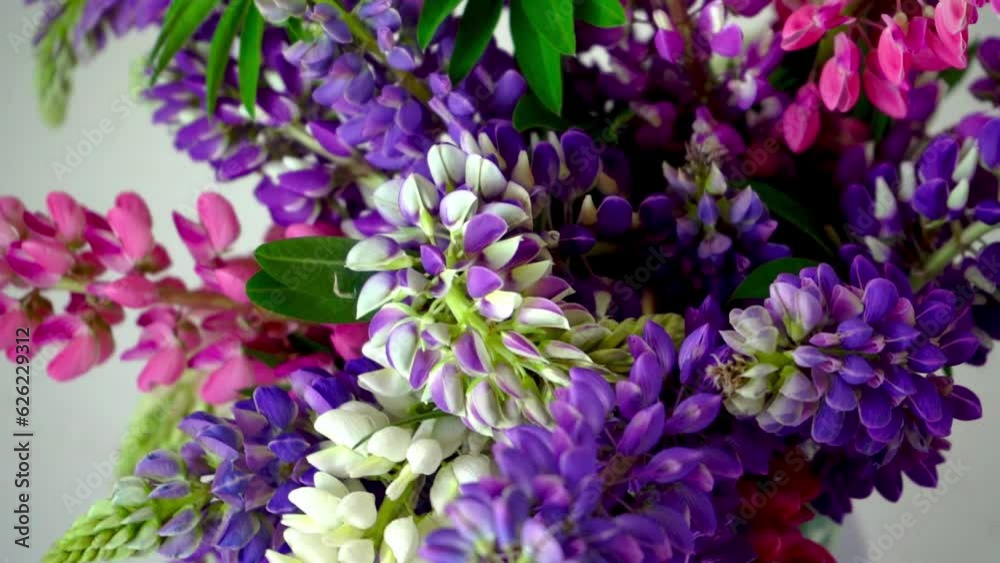 A bouquet of lupines. Multicolored summer flowers pink and purple on grey background. Lupine flower buds. Summer floral background. A bouquet of lupines. Multicolored summer flowers pink and purple on grey background. Lupine flower buds. Summer floral background.