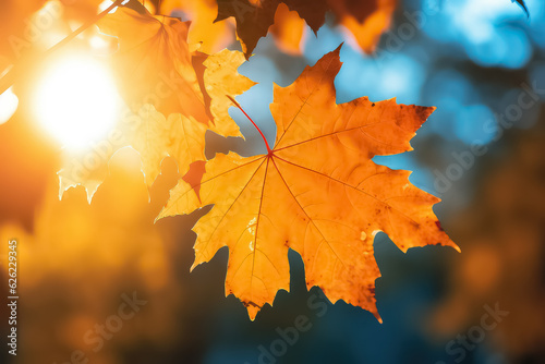 red and orange maple leaf in autumn time on blurred background,