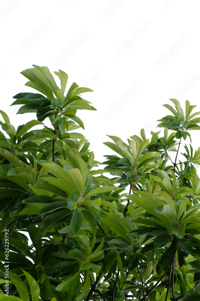 a tree with green leaves on a transparent background