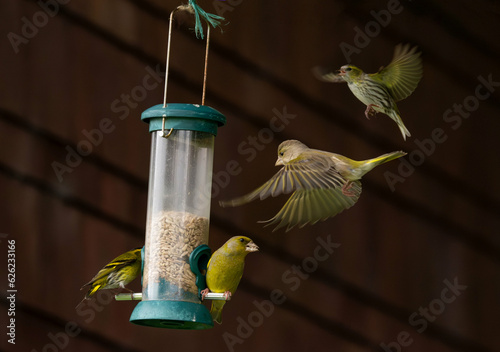 Greenfinches and siskins on a garden bird feeder photo