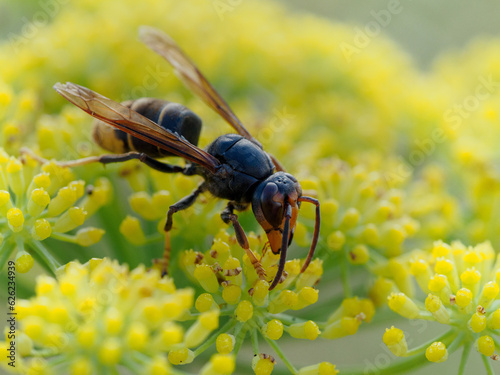 Vespa velutina, avispa asiática 