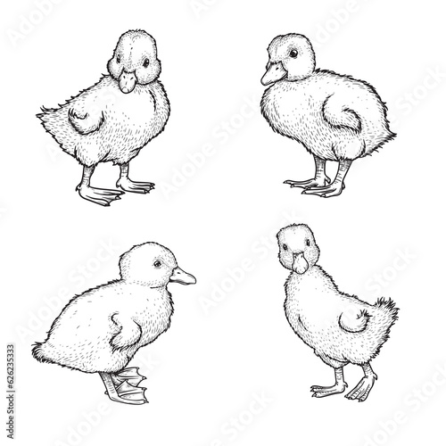 Hand drawn sketch style ducklings set. Cute baby ducks. Poultry. Best for Easter themed designs. Retro style. Vector illustrations on white.
