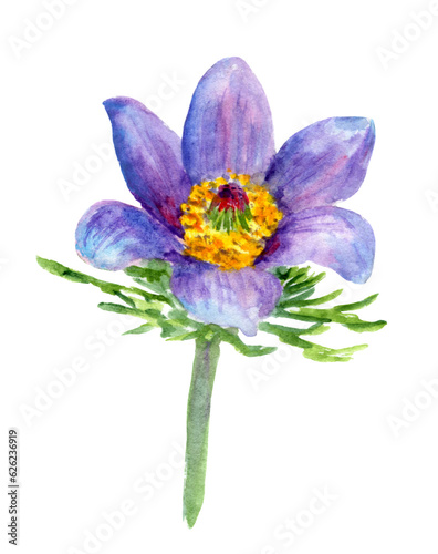 Watercolor illustration Sleep is grass,  lumbago, lilac Pulsatílla,  Purple snowdrop, pasqueflower on a white background. The first spring flowers.