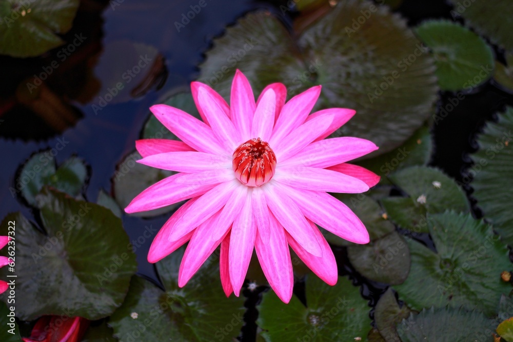 red indian water lily, red water lily, red loutus (Nymphaea pubescens), blossom lotus flower in pond and green leaf on surface, Beauty water lilly flower. red indian water lily, red water lily, red loutus (Nymphaea pubescens), blossom lotus flower in pond and green leaf on surface, Beauty water lilly flower.