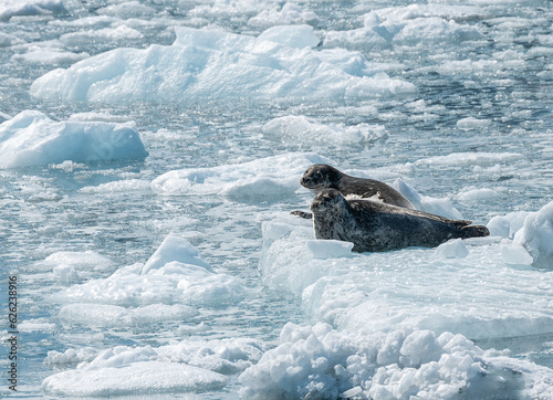 Two Harbour Seals on an ice flow in its natural environment, College Fjord, Alaska, USA photo