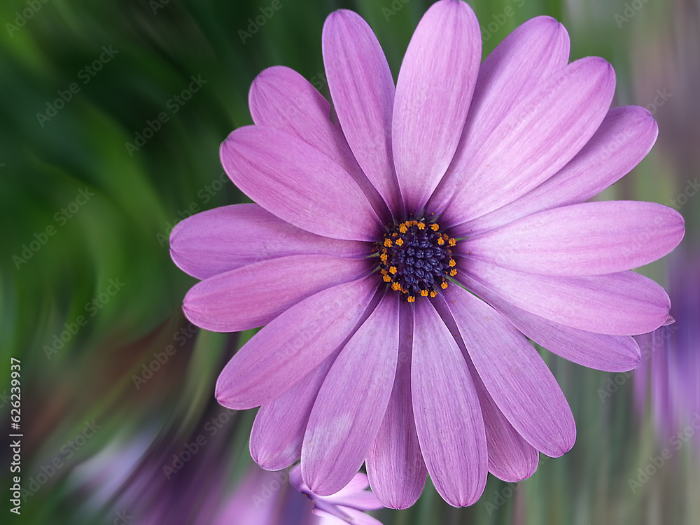 pink flower edited with basic photoshop pink flower edited with basic photoshop