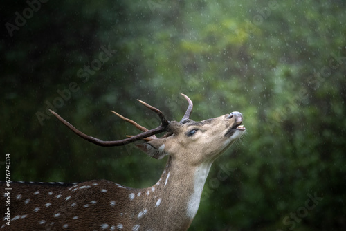 Male indian spotted deer calling  females